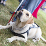 Elder Care in Glencoe IL: Benefits a Dog Brings